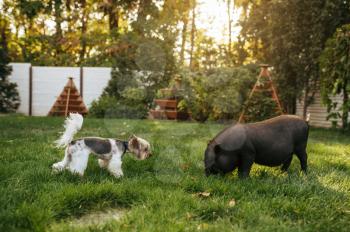 Little black pig and dog walking on the grass in the garden. Piggy and puppy on the lawn on backyard, funny friends. Animal husbandry concept, pets outdoors