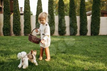 Kid with basket play with funny dog in the garden. Child with puppy poses on backyard. Little girl and her pet having fun on playground outdoors, happy childhood