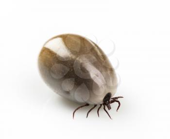 Detail of a fully fed blood-sucking tick