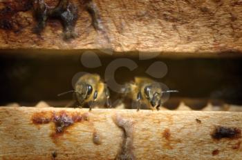 Two bees in a beehive - detail