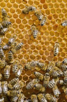 Honeybees on a comb 