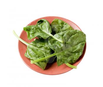 Fresh spinach leaves on plate