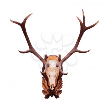 Deer antlers and skull isolated on white