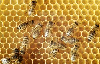 Overhead view of honeybees on a comb
