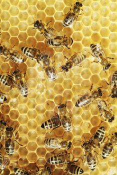Overhead view of honeybees on a comb 
