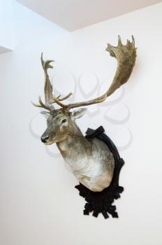 Deer trophy mounted on a wall - still