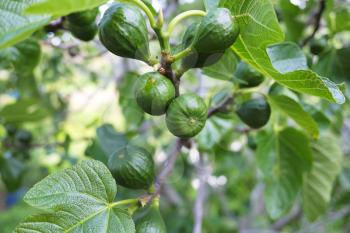 Closeup of green unripe figs on branch