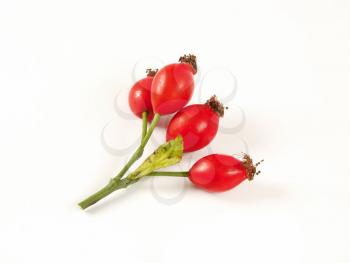 twig of rose hips on white background
