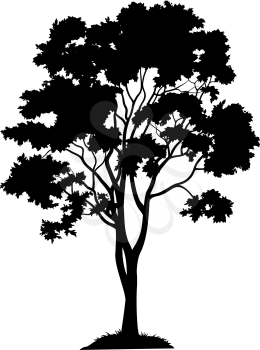 Maple tree with leaves and grass, black silhouette on white background. Vector