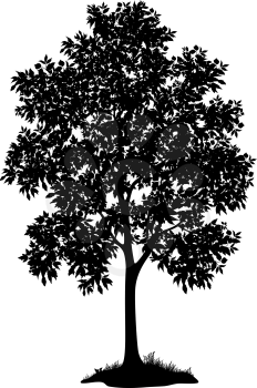 Maple tree with leaves and grass, black silhouette on white background. Vector