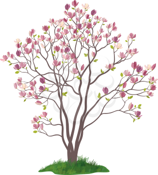Spring Magnolia Tree with Flowers, Leaves and Green Grass Isolated on White Background. Vector