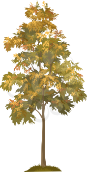 Acacia Autumnal Tree with Leaves and Grass, Isolated on White Background. Vector