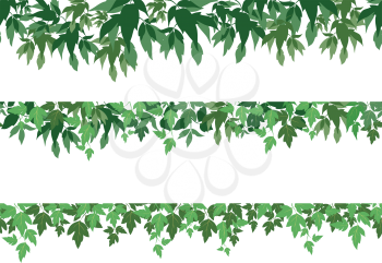 Seamless pattern, maple green leaves, isolated on white background. Vector