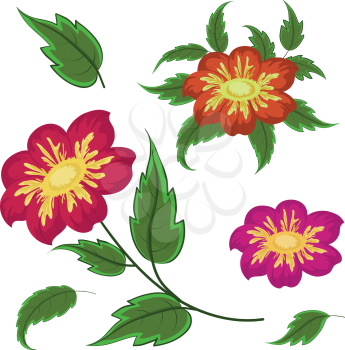 Flowers and green leaves dahlia, isolated on white background. Vector