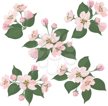 Pink apple tree flowers and green leaves, set isolated on white background. Vector