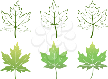 Maple Green Leaves and Contour Pictograms Isolated on White Background. Vector