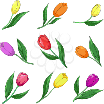 Flowers, multi-coloured tulips, vector, isolated on a white, set