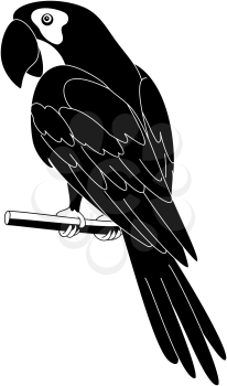 Clever speaking parrot sits on a wooden pole, black silhouette on white background. Vector