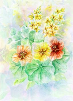 Picture, water colour, hand-draw. Nasturtium, flowers and leaves
