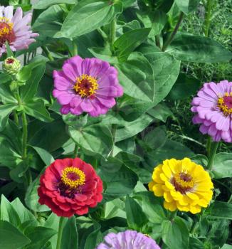 Flowers Zinnia with green leaves. Summer, Central Russia