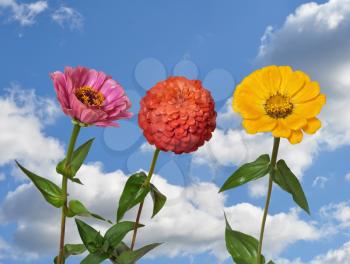 Flowers Zinnia with green leaves and blue sky with clouds