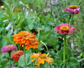 Flowers, Zinnia with green leaves. Summer, Central Russia