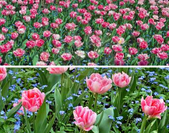 Flowers, Red Pink White Tulips and Green Leaves on a Flower Bed