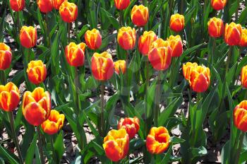Flowers, Red Yellow Tulips and Green Leaves on a Flower Bed