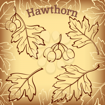 Set of Plant Pictograms, Hawthorn Tree Leaves and Fruits on Brown Background. Vector