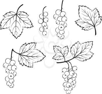 Set of Currant, Berries and Leaves, Black Pictograms Isolated on White. Vector