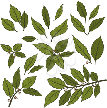 Set of Plant Pictograms, Laurel Bay Leaf, Black Contours on White. Vector