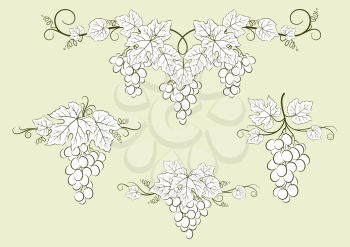 Set of Plant Pictograms, Grape Berries and Leaves Contours. Vector