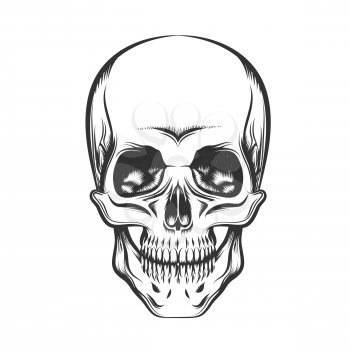 Black and white human skull. Engraving style. Isolated on white background.