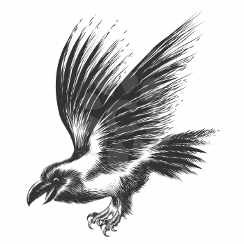 Black Raven drawn in sketch style. Isolated on white.