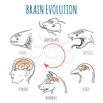 Brain Evolution from fishes to human. Heads of fish, amphibian, reptile, bird, dog and homo sapiens. vector illustration.