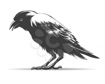 Hand Drawn Crow isolated on white. Vector illustration.