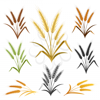 Wheat ears set. Bread logo or label design element. Vector illustration