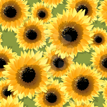 Seamless pattern with sunflowers drawn in cartoon style. Vector illustration