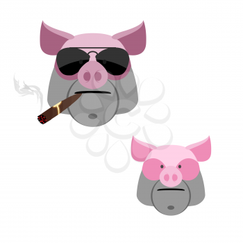 Pig with a cigar. Scary and angry Boar's head on a white background.
