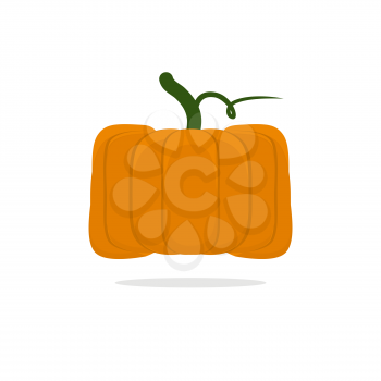Square pumpkin. Unusual Vegetable for Halloween. Vegetable fruit cubic form
