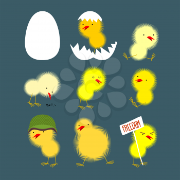 Set of yellow chicks: white egg and chicken. Chick protests and chicken in a helmet. Vector illustration
