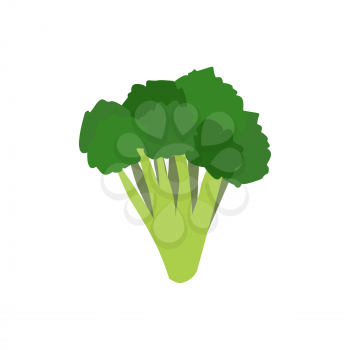 Broccoli isolated. Greens on white background. Broccoli sprouts. Useful green vegetable