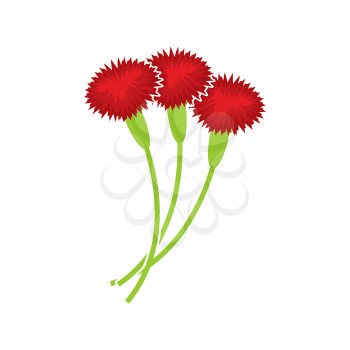 Carnation isolated. Floral bouquet on white background. Three red flower
