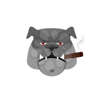 Angry dog ​​with cigar. Aggressive bulldog isolated

