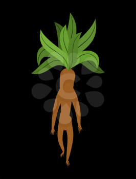 Mandrake root isolated. Legendary mystical plant in form of man.

