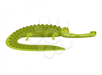 Crocodile isolated. Alligator on white background. Water reptile predator
