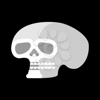 Skull isolated. head of human skeleton. Anatomy illustration
