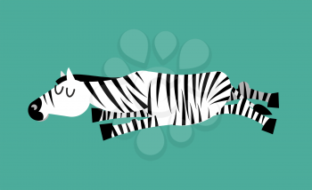 Sleeping zebra. Animal sleeps. Sleepy wild beast