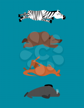 Sleeping animals set 2. Zebra and bear. Walrus and kangaroo. Wild animal sleeps. Sleepy beast