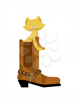 Cat in boot isolated. Home pet in shoes
